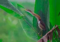 Mirasol, avetorillo pantanero